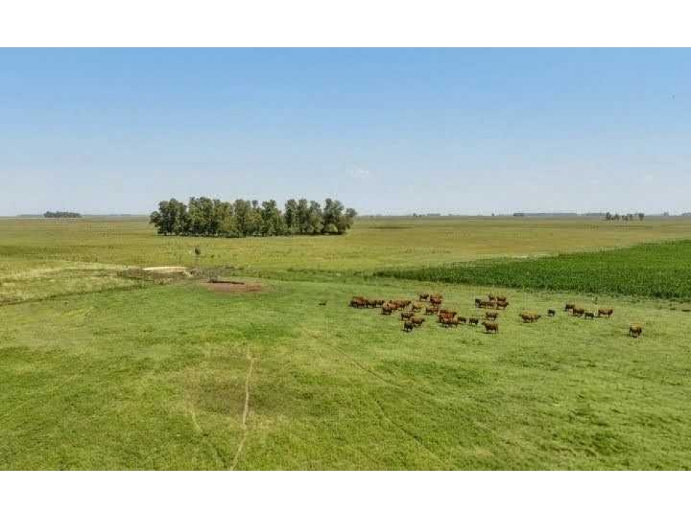 CAMPO 3275 HECTAREAS,GANADERO, GENERAL ALVEAR, BUENOS AIRES, ARGENTINA - 3