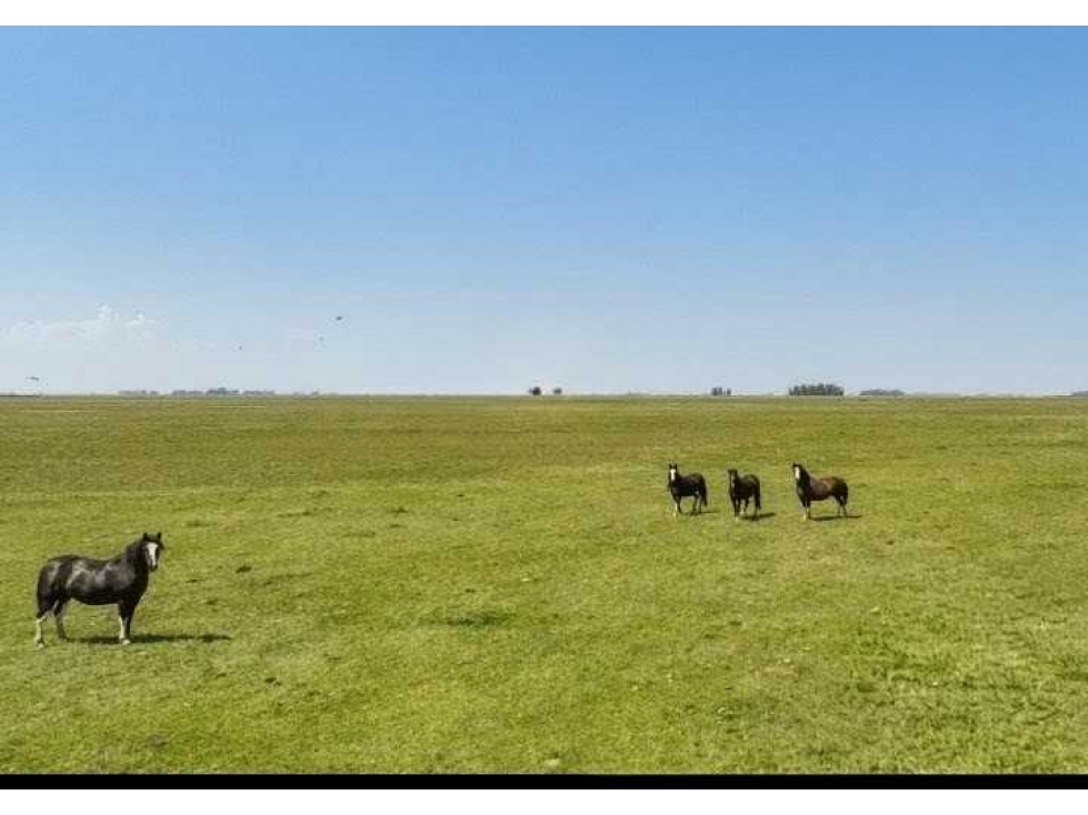 CAMPO 3275 HECTAREAS,GANADERO, GENERAL ALVEAR, BUENOS AIRES, ARGENTINA - 4