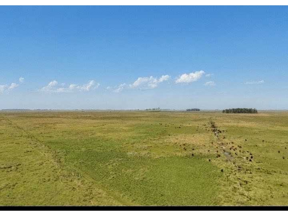 CAMPO 3275 HECTAREAS,GANADERO, GENERAL ALVEAR, BUENOS AIRES, ARGENTINA - 5