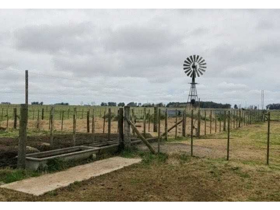 CAMPO 328 HECTAREAS MIXTO, COLMAN, RAUCH, BUENOS AIRES, ARGENTINA - 3
