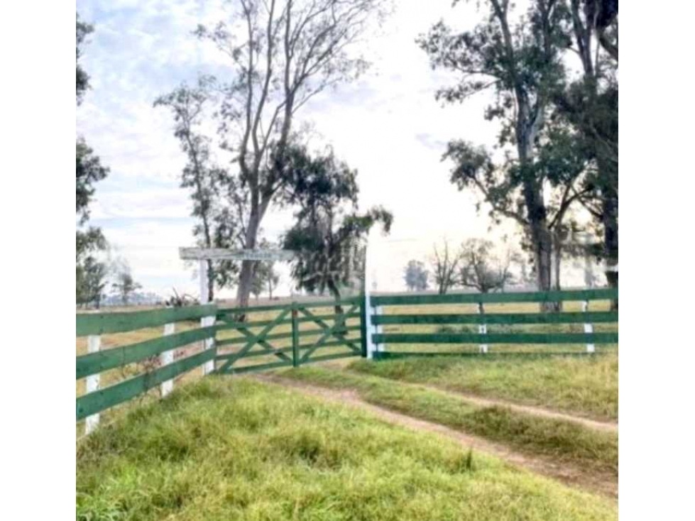 CAMPO 3290 HECTAREAS MIXTAS EN CARLOS TEJEDOR, BUENOS AIRES, ARGENTINA - 3