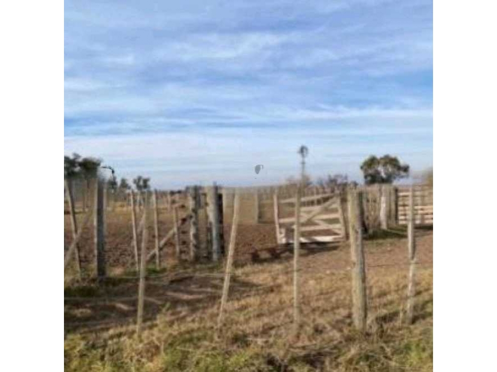 CAMPO 3290 HECTAREAS MIXTAS EN CARLOS TEJEDOR, BUENOS AIRES, ARGENTINA - 6