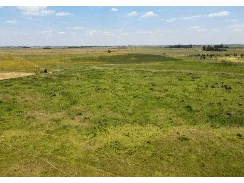 CAMPO 338 HECTAREAS, MIXTO, ROJAS, BUENOS AIRES, ARGENTINA - 2