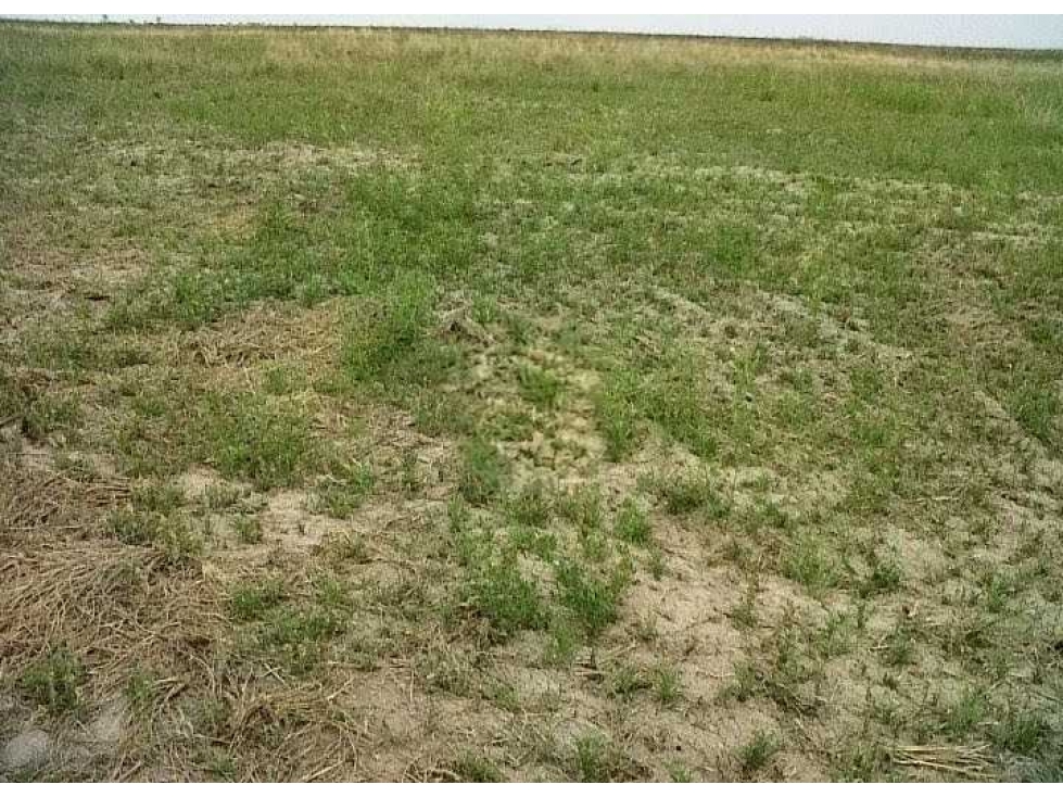 CAMPO 3400 HECTAREAS, GANADERO, CERES, SANTA FE, ARGENTINA - 3
