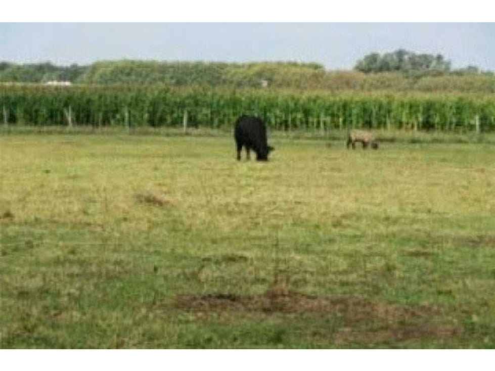 CAMPO 342 HAS, SAN MIGUEL DEL MONTE, BUENOS AIRES,ARGENTINA - 4