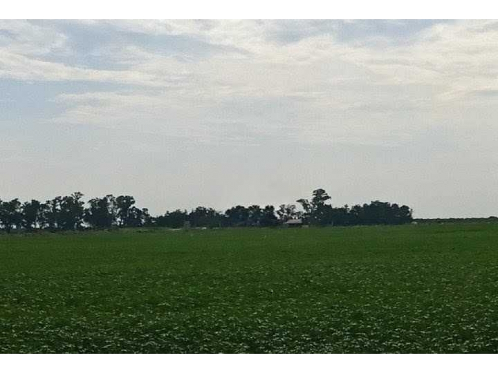 CAMPO 360 HECTAREAS, AGRICOLA, TOSTADO, SANTA FE, ARGENTINA - 4