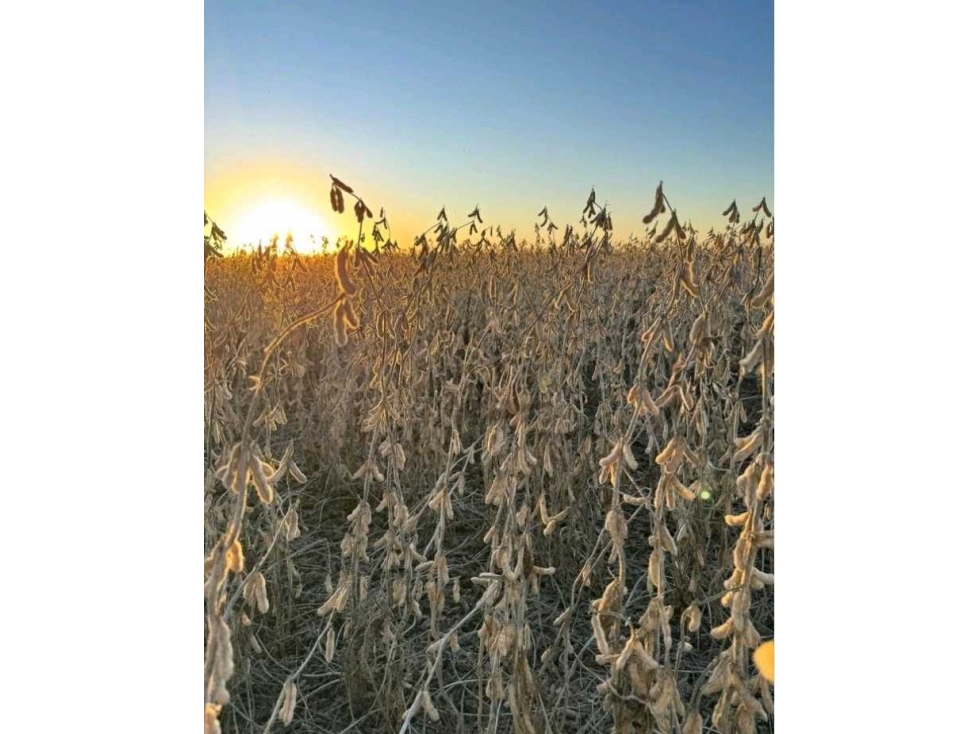 CAMPO 3750 HAS, AGRICOLA, TOBAS, SANTIAGO DEL ESTERO, ARGENTINA - 2