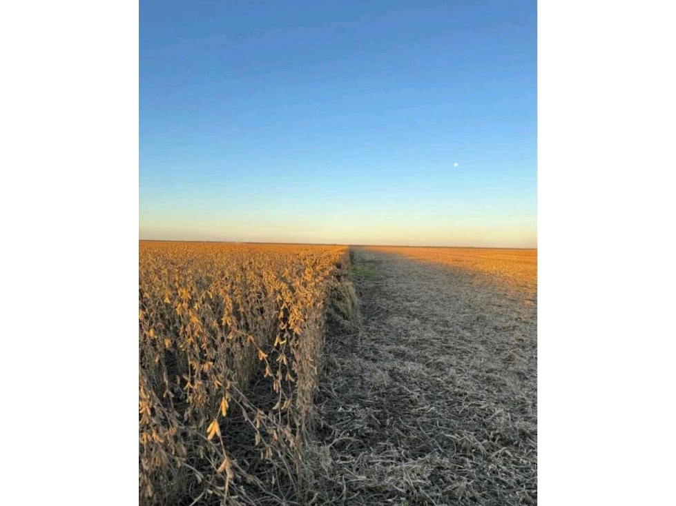 CAMPO 3750 HAS, AGRICOLA, TOBAS, SANTIAGO DEL ESTERO, ARGENTINA - 3
