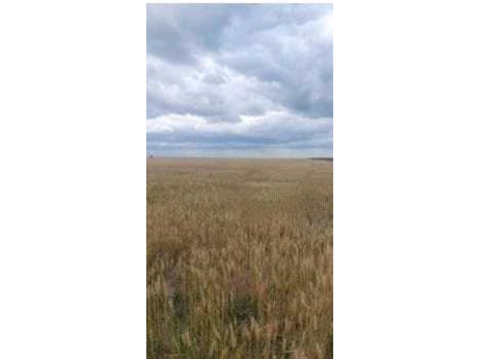CAMPO 3750 HAS AGRICOLAS, GATO COLORADO, SANTA FE, ARGENTINA - 2