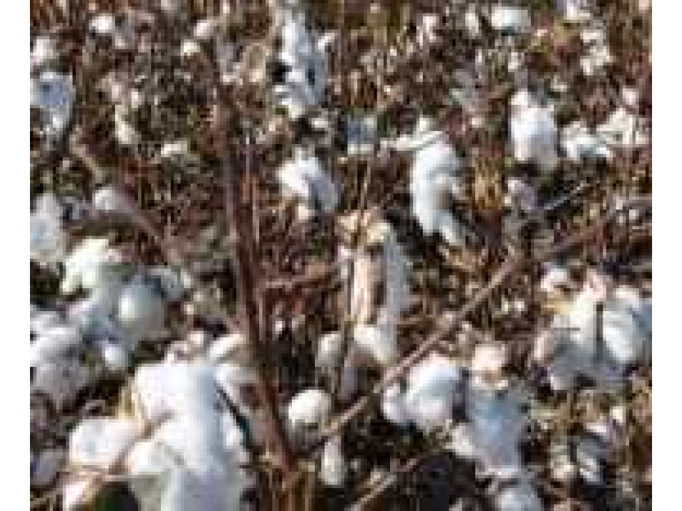CAMPO 3750 HAS AGRICOLAS, GATO COLORADO, SANTA FE, ARGENTINA - 4