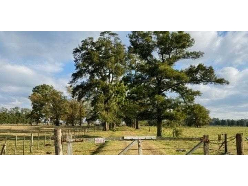 CAMPO 37 HAS, MIXTO, SAN MIGUEL DEL MONTE, BUENOS AIRES, ARGENTINA - 3