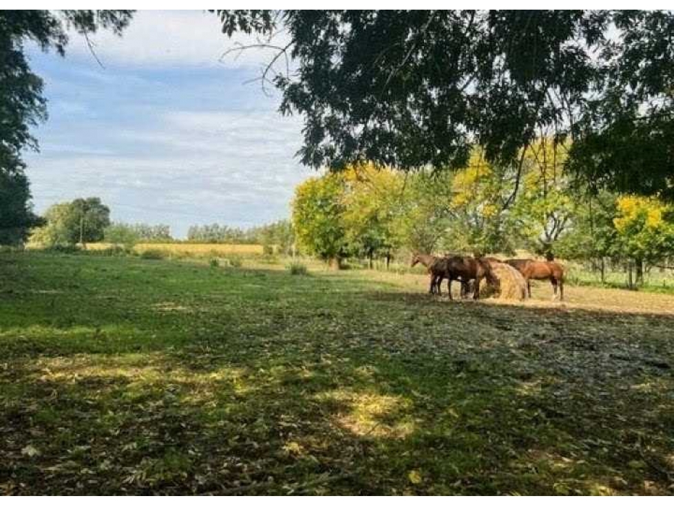 CAMPO 37 HECTAREAS, AGRICOLA, ZARATE, BUENOS AIRES, ARGENTINA - 1