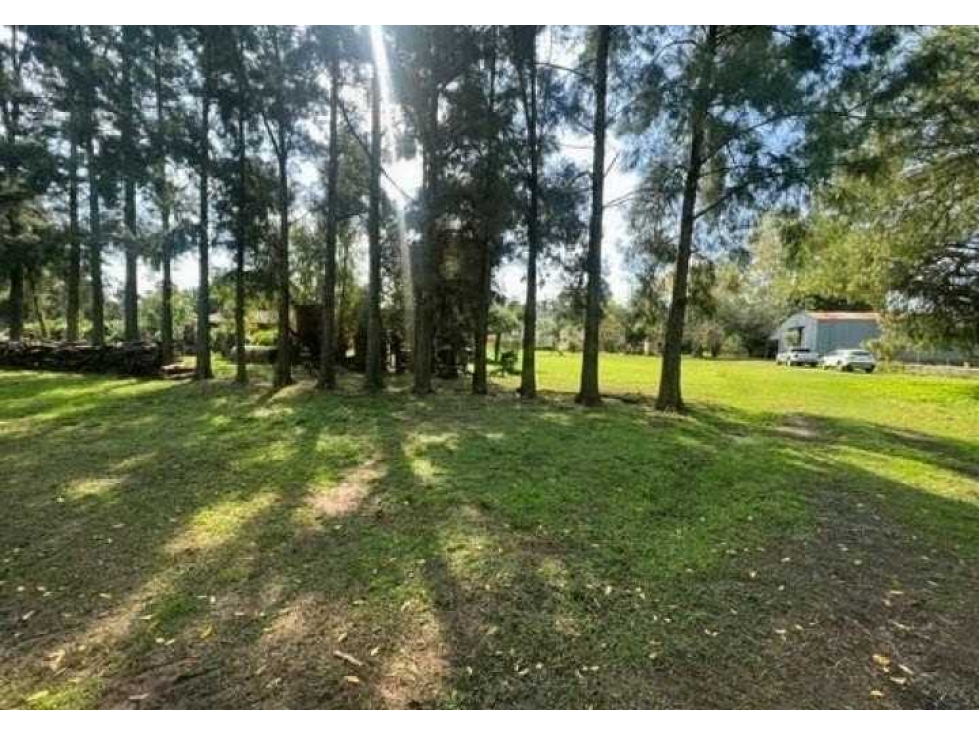CAMPO 37 HECTAREAS, AGRICOLA, ZARATE, BUENOS AIRES, ARGENTINA - 2
