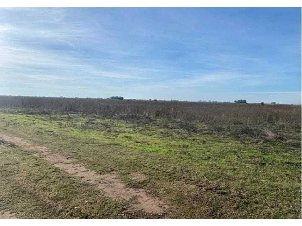 CAMPO 38 HECTAREAS, AGRICOLA, BOLIVAR, BUENOS AIRES, ARGENTINA - 3