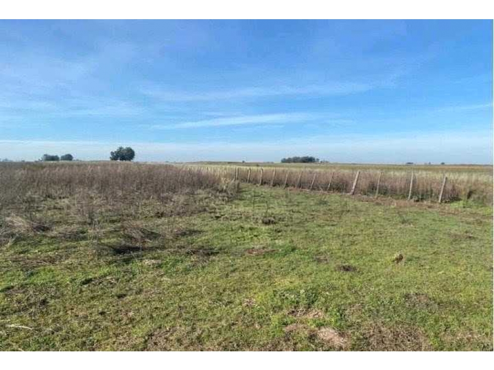 CAMPO 38 HECTAREAS, AGRICOLA, BOLIVAR, BUENOS AIRES, ARGENTINA - 4
