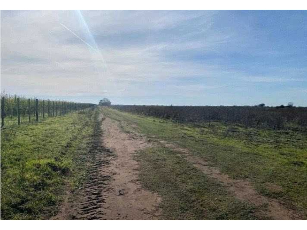 CAMPO 38 HECTAREAS, AGRICOLA, BOLIVAR, BUENOS AIRES, ARGENTINA - 5
