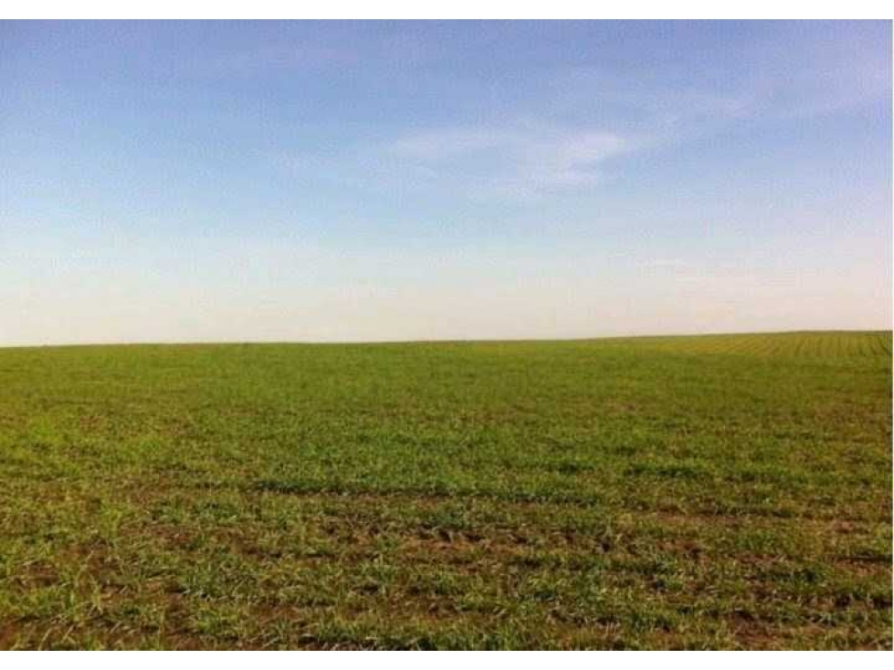 CAMPO 390 HECTAREAS AGRICOLAS, LOBERIA, BUENOS AIRES, ARGENTINA - 2