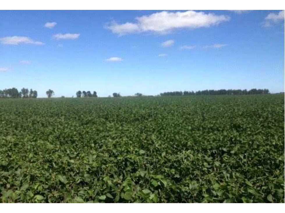 CAMPO 390 HECTAREAS AGRICOLAS, LOBERIA, BUENOS AIRES, ARGENTINA - 3