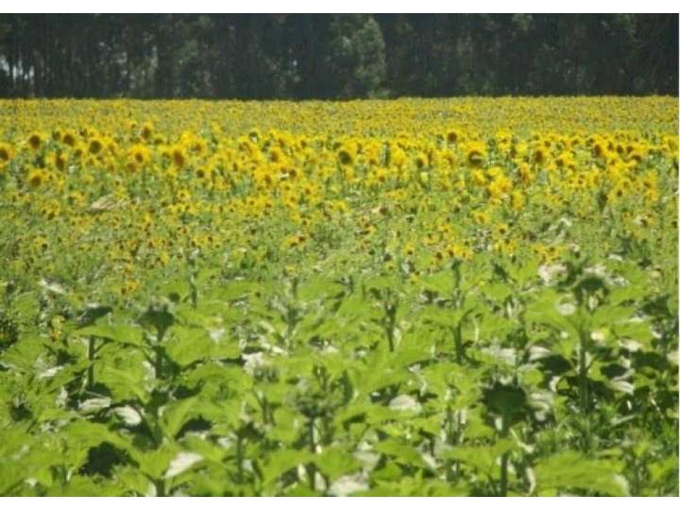 CAMPO 390 HECTAREAS AGRICOLAS, LOBERIA, BUENOS AIRES, ARGENTINA - 4