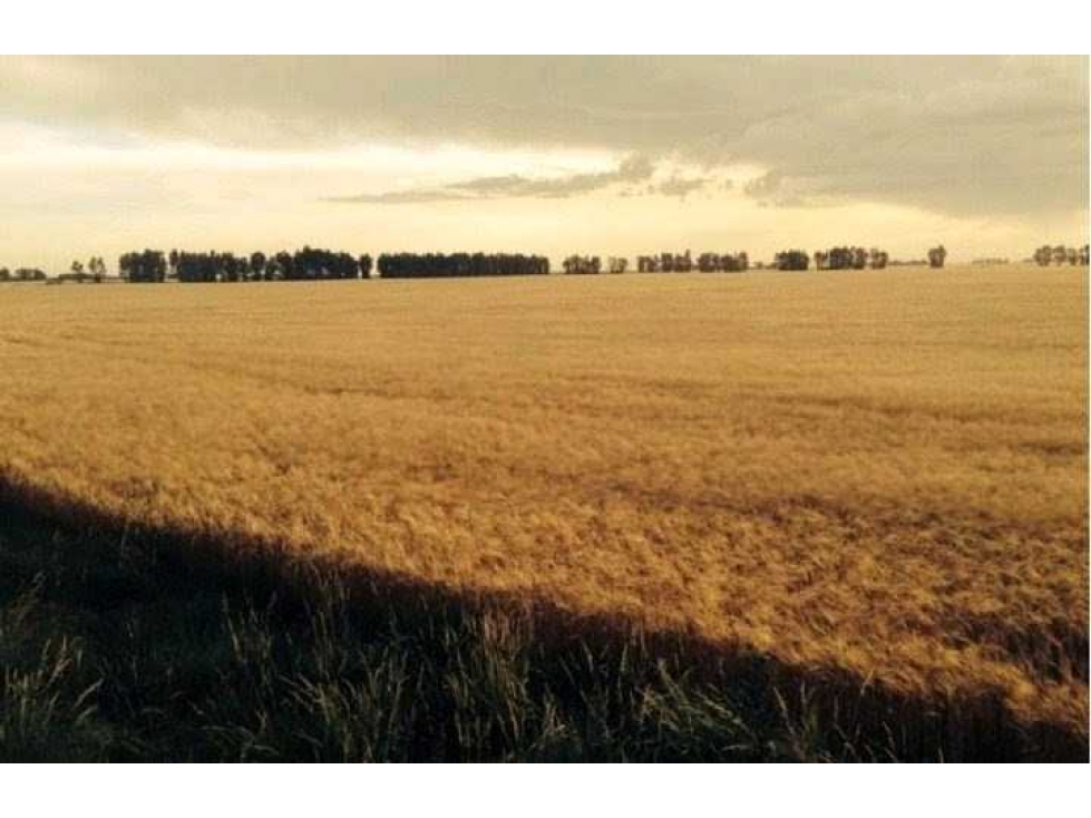 CAMPO 390 HECTAREAS AGRICOLAS, LOBERIA, BUENOS AIRES, ARGENTINA - 6