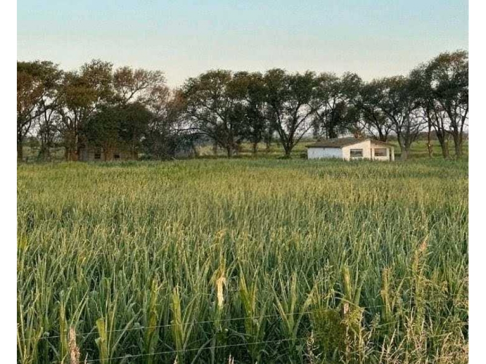 CAMPO 393 HECTAREAS, MARCOS JUAREZ, CORDOBA, ARGENTINA - 3