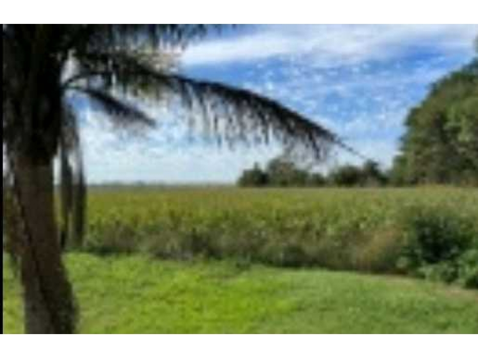 CAMPO 39 HECTAREAS, AGRICOLA, PERGAMINO, BUENOS AIRES, ARGENTINA - 1