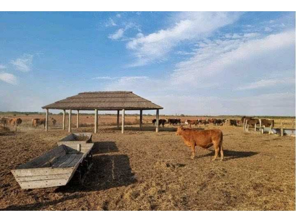 CAMPO 400 HAS, AGRICOLA, GREGORIO PEREZ DE DENIS, SANTA FE, ARGENTINA - 1