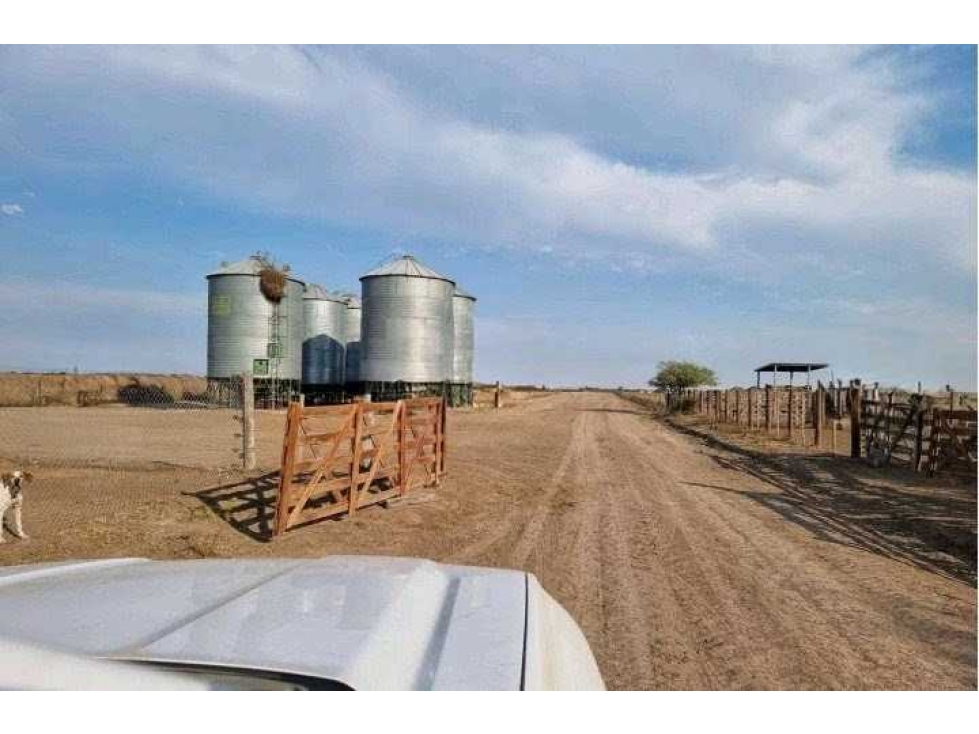 CAMPO 400 HAS, AGRICOLA, GREGORIO PEREZ DE DENIS, SANTA FE, ARGENTINA - 6