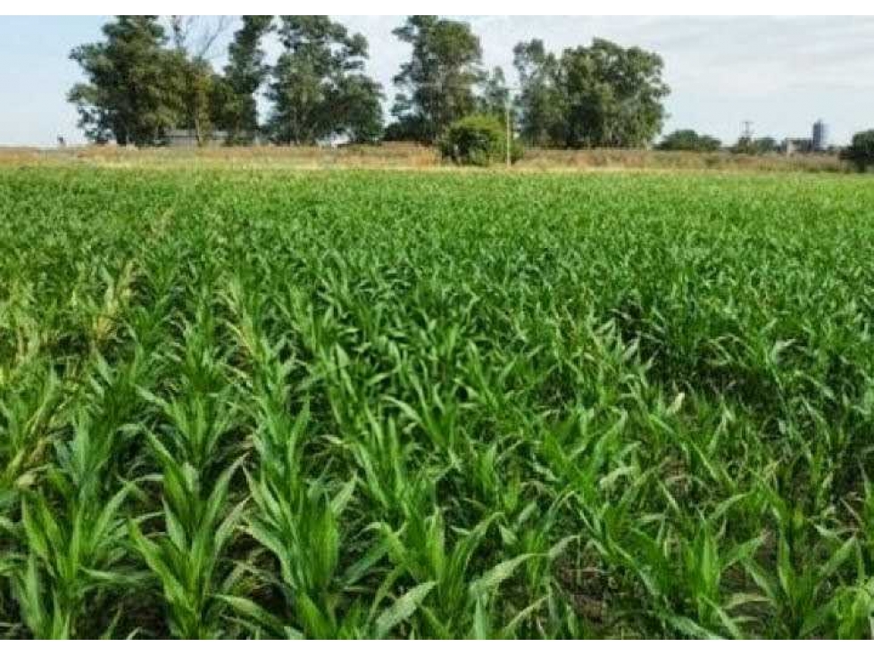 CAMPO 401 HECTAREAS, MIXTO, LEZAMA, BUENOS AIRES, ARGENTINA - 2