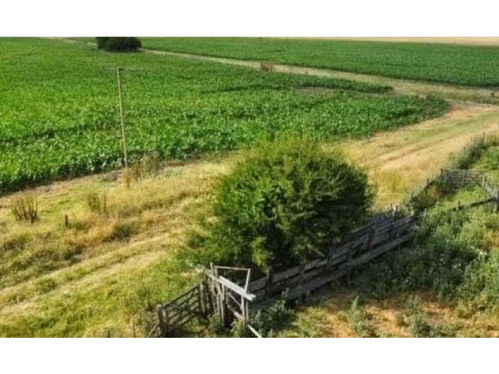 CAMPO 401 HECTAREAS, MIXTO, LEZAMA, BUENOS AIRES, ARGENTINA - 4