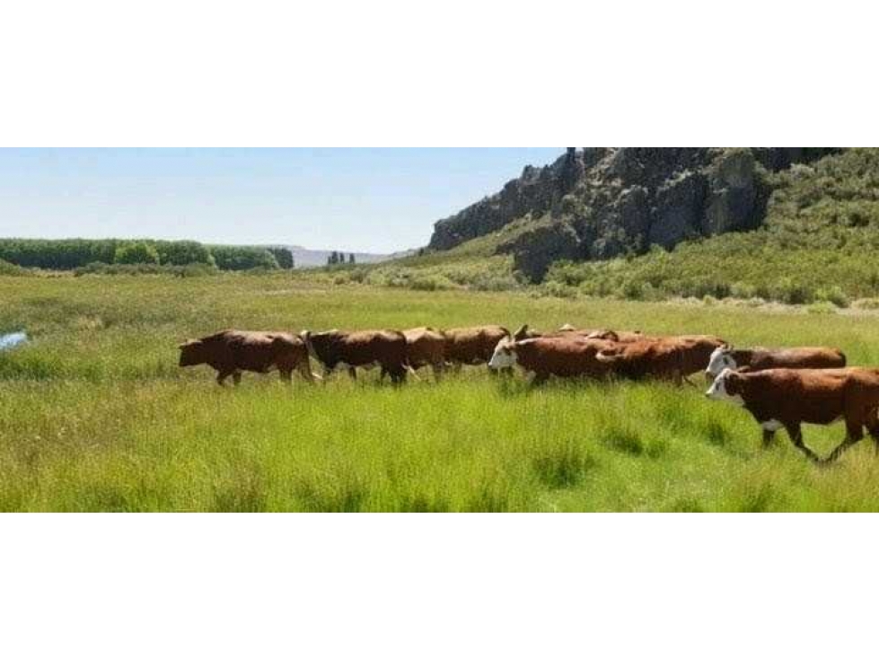 CAMPO 4047 HECTAREAS, GANADERO, NEUQUEN, ARGENTINA - 3
