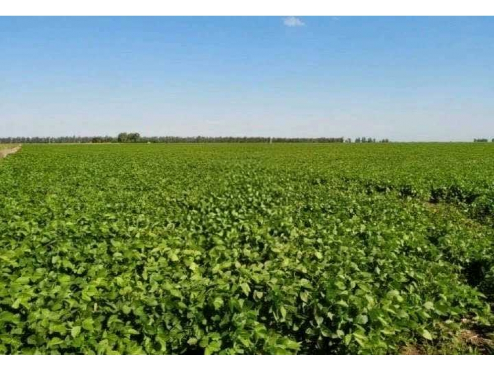 CAMPO 408 HECTARES AGRICOLA, MIRAMAR, BUENOS AIRES, ARGENTINA - 5