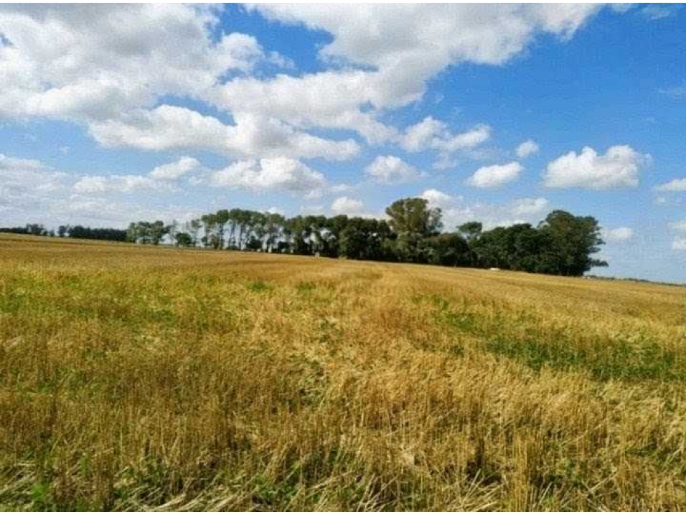 CAMPO 408 HECTARES AGRICOLA, MIRAMAR, BUENOS AIRES, ARGENTINA - 6