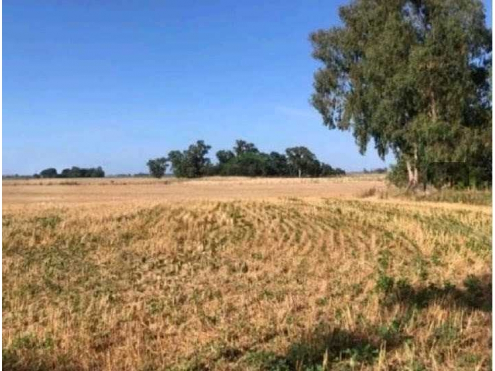 CAMPO 40 HECTAREAS, AGRICOLA, SALADILLO, BUENOS AIRES, ARGENTINA - 1