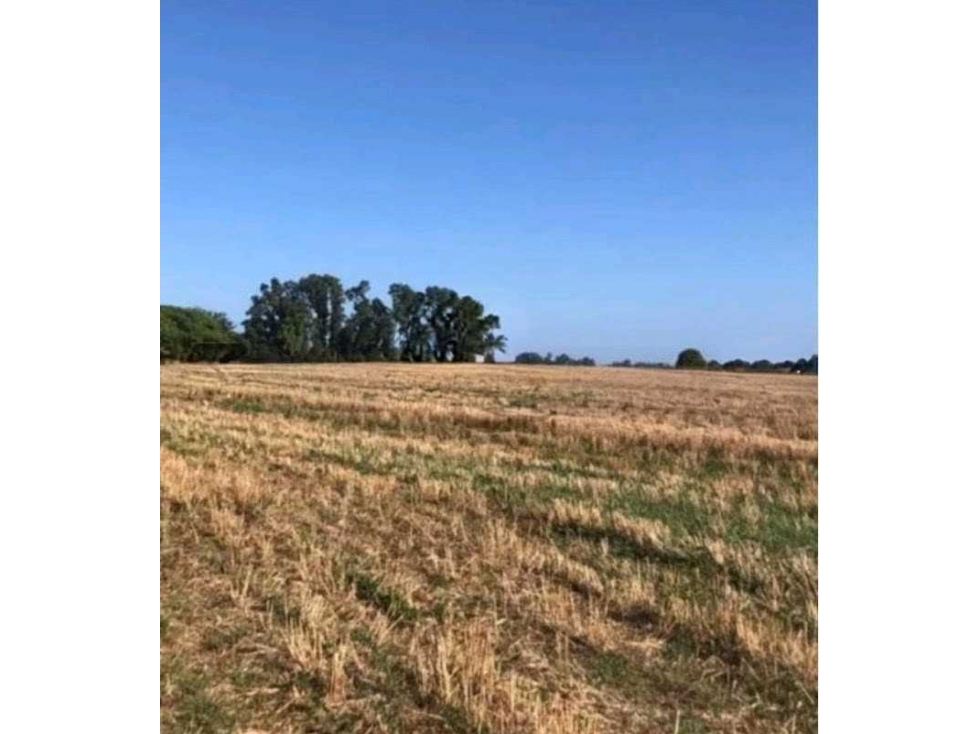 CAMPO 40 HECTAREAS, AGRICOLA, SALADILLO, BUENOS AIRES, ARGENTINA - 2