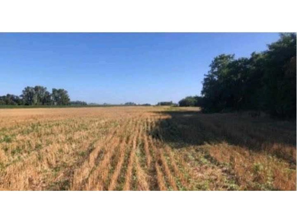 CAMPO 40 HECTAREAS, AGRICOLA, SALADILLO, BUENOS AIRES, ARGENTINA - 3