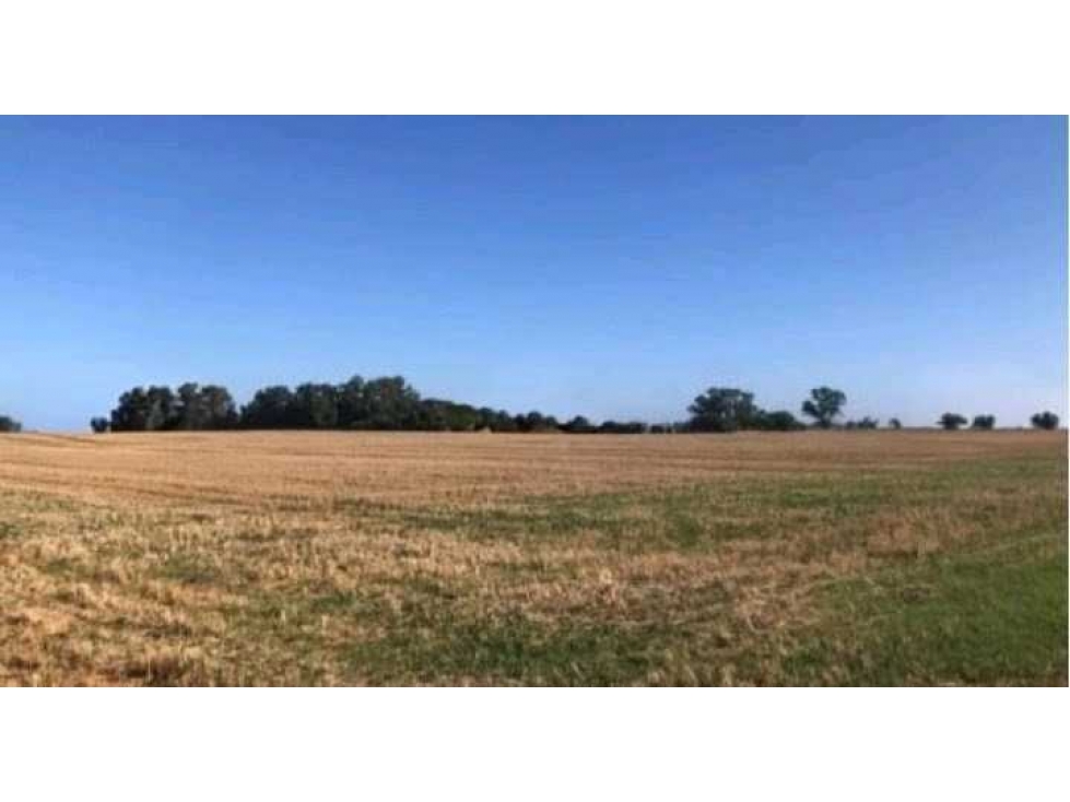 CAMPO 40 HECTAREAS, AGRICOLA, SALADILLO, BUENOS AIRES, ARGENTINA - 4