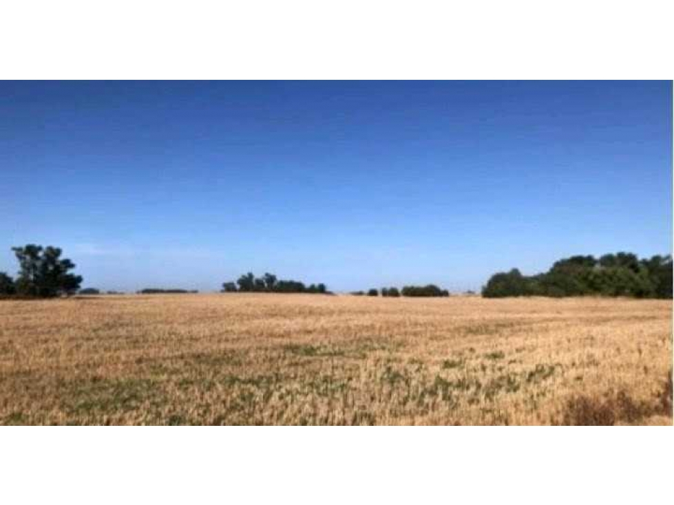 CAMPO 40 HECTAREAS, AGRICOLA, SALADILLO, BUENOS AIRES, ARGENTINA - 5