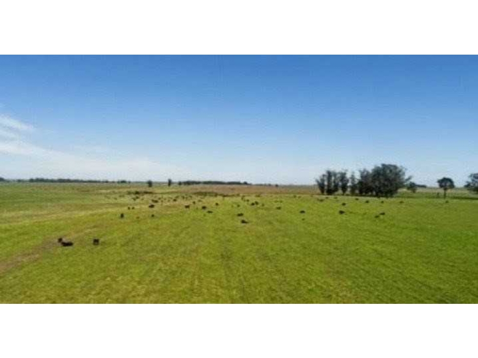 CAMPO 415 HECTAREAS, MIXTA, MAR CHIQUITA, BUENOS AIRES, ARGENTINA - 2