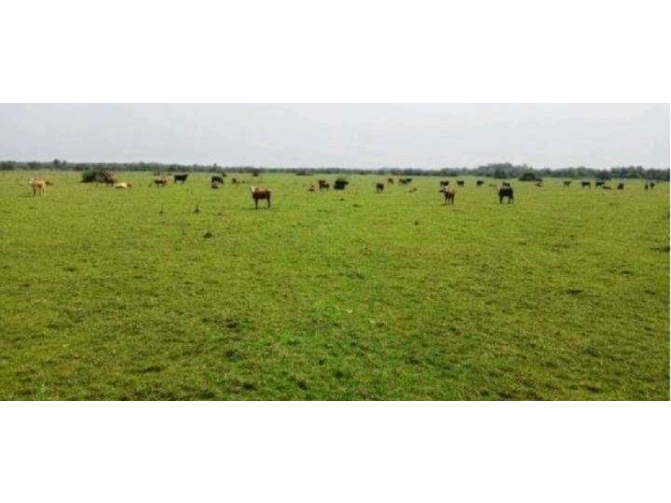 CAMPO 4168 HECTAREAS, MIXTO, SAN LUIS DEL PALMAR,CORRIENTES, ARGENTINA - 2