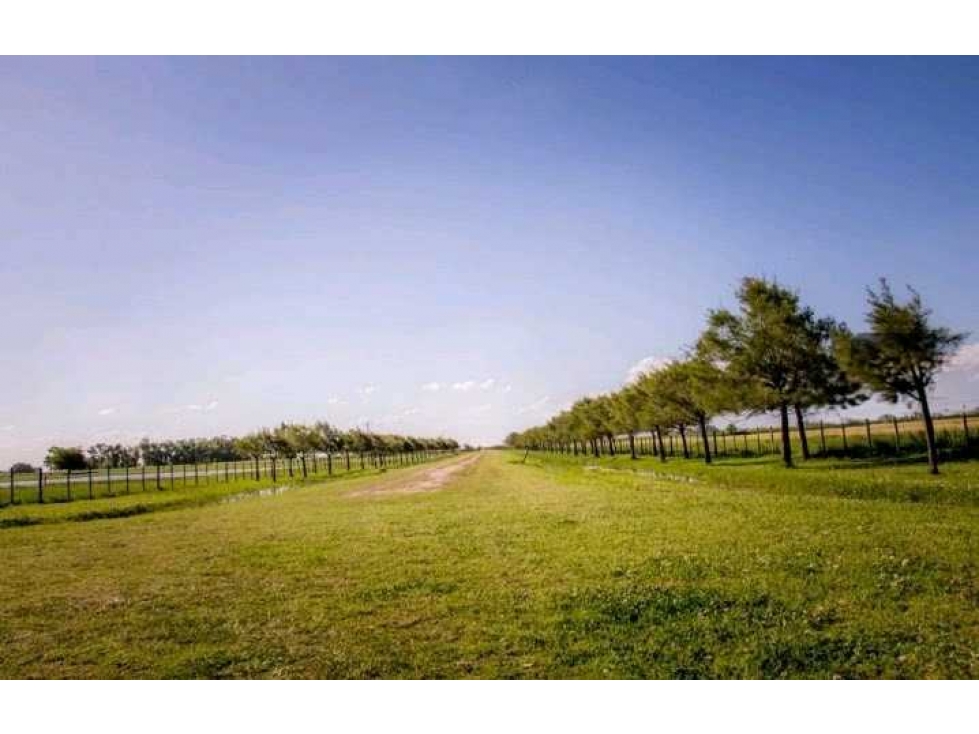 CAMPO 41 HECTAREAS AGRICOLAS, BOLIVAR, BUENOS AIRES, ARGENTINS - 1
