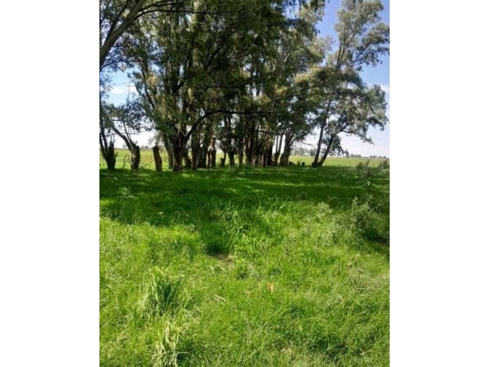 CAMPO 45 HECTAREAS, GANADERO, VALLIMANCA, BOLIVAR, BS.AS, ARGENTINA - 1