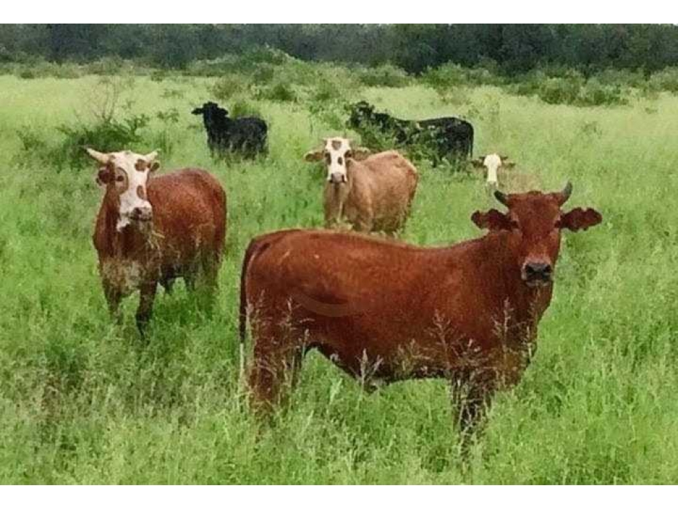 CAMPO 43000 HECTAREAS, MIXTO, FORMOSA, ARGENTINA - 2