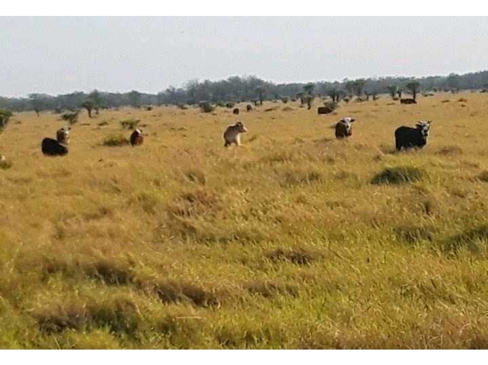 CAMPO 43000 HECTAREAS, MIXTO, FORMOSA, ARGENTINA - 4
