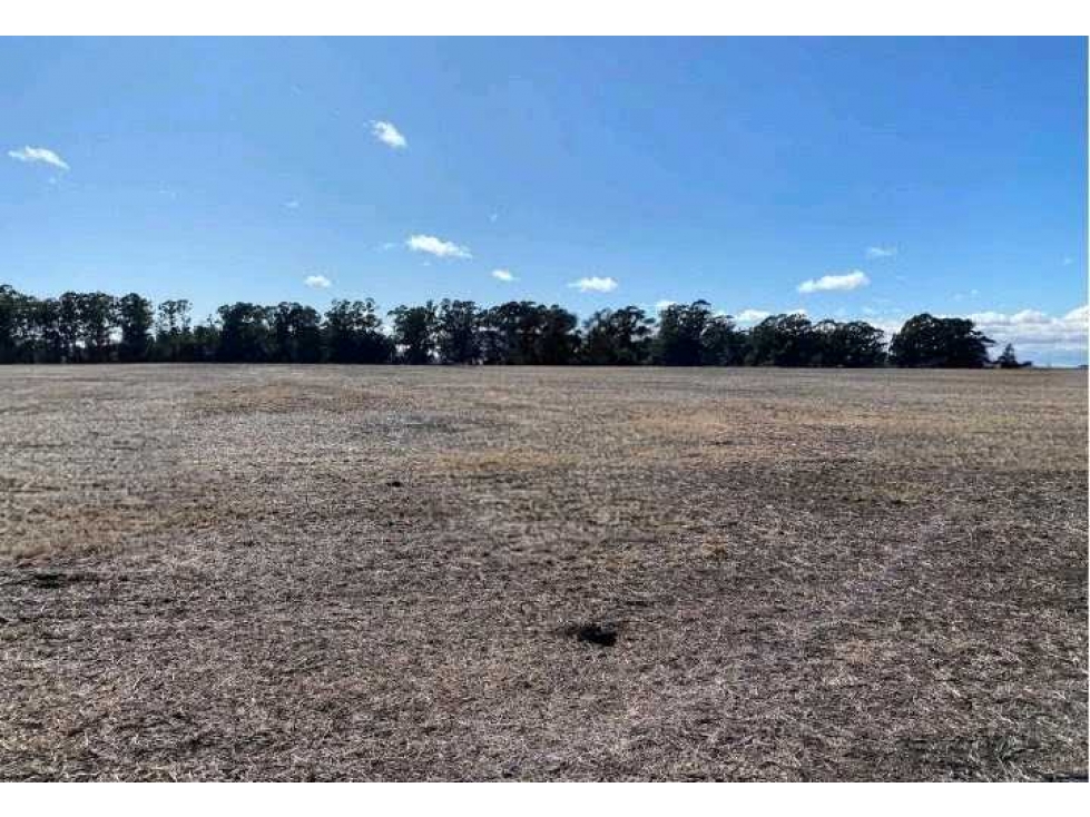 CAMPO 431 HAS, AGRICOLA, DE LA CANAL, TANDIL, BS.AS, ARGENTINA - 5