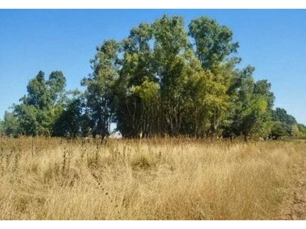CAMPO 43 HECTAREAS, MIXTO, OLAVARRIA, BUENOS AIRES, ARGENTINA - 2