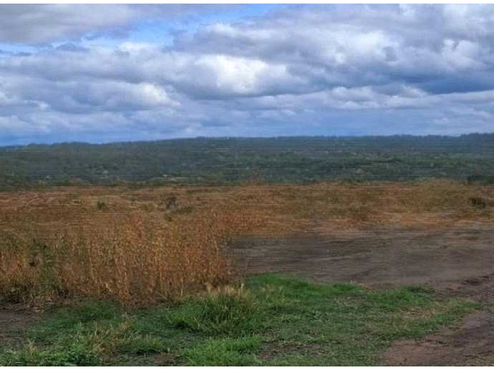 CAMPO 440 HAS AGRICOLAS, GENERAL VILLEGAS, BUENOS AIRES, ARGENTINA - 2