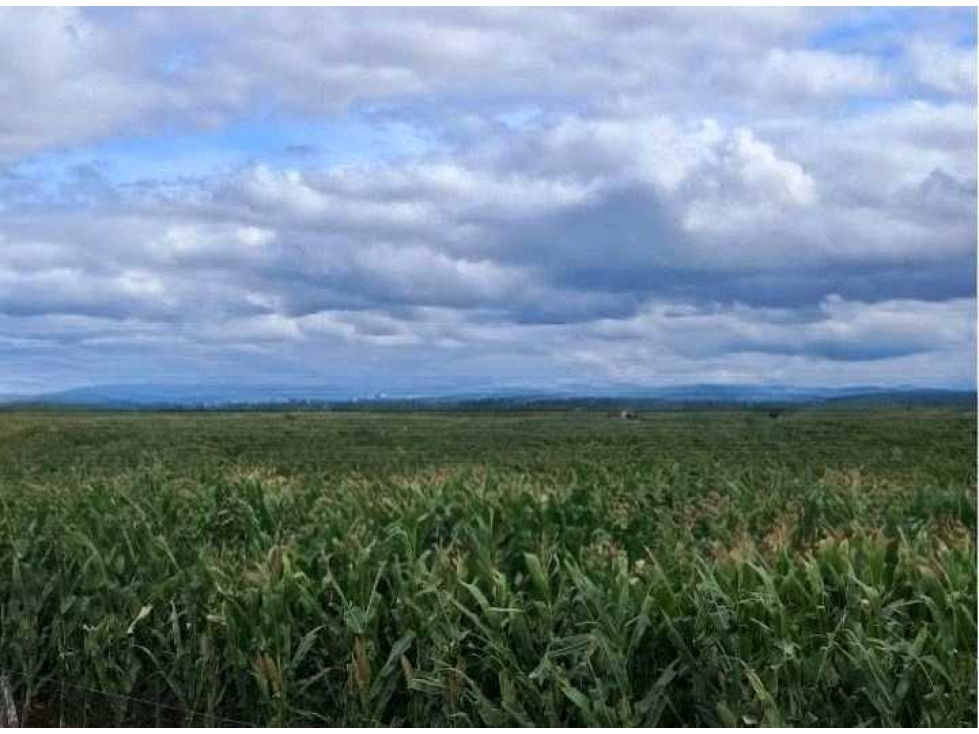 CAMPO 440 HAS AGRICOLAS, GENERAL VILLEGAS, BUENOS AIRES, ARGENTINA - 3