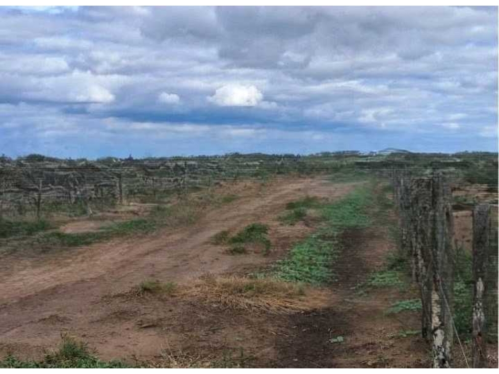 CAMPO 440 HAS AGRICOLAS, GENERAL VILLEGAS, BUENOS AIRES, ARGENTINA - 4