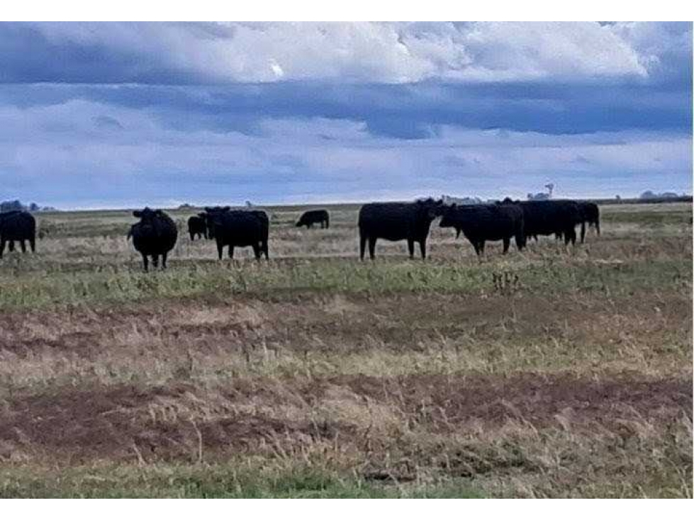 CAMPO 440 HAS AGRICOLAS, GENERAL VILLEGAS, BUENOS AIRES, ARGENTINA - 5